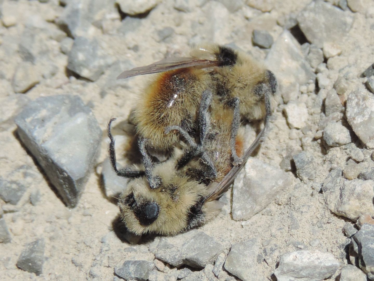 Oestridae in lotta?